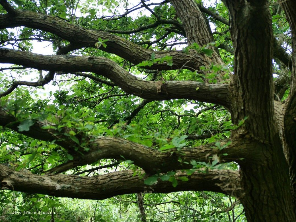 Tag 2: In der Geltinger Birk... Tag 2: In der Geltinger Birk...