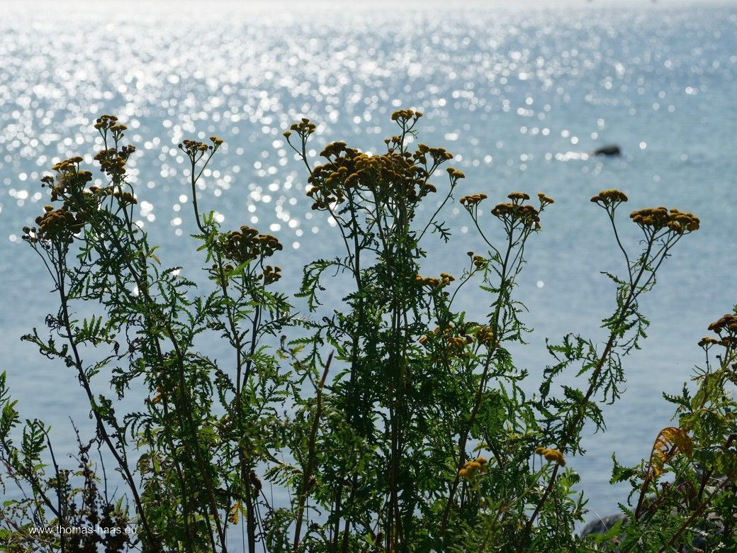 Tag 5: Schönhagen, die Steilküste... Tag 5: Schönhagen, die Steilküste...