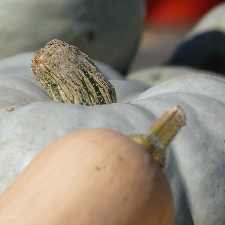 Kürbisse am Straßenrand... Kürbisse am Straßenrand...