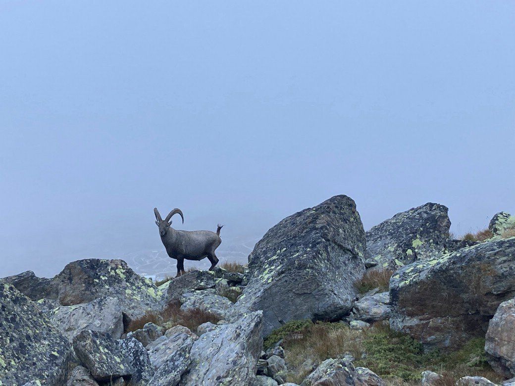 Ein Steinbock © by Yannick Musch, 2021 Ein Steinbock © by Yannick Musch, 2021