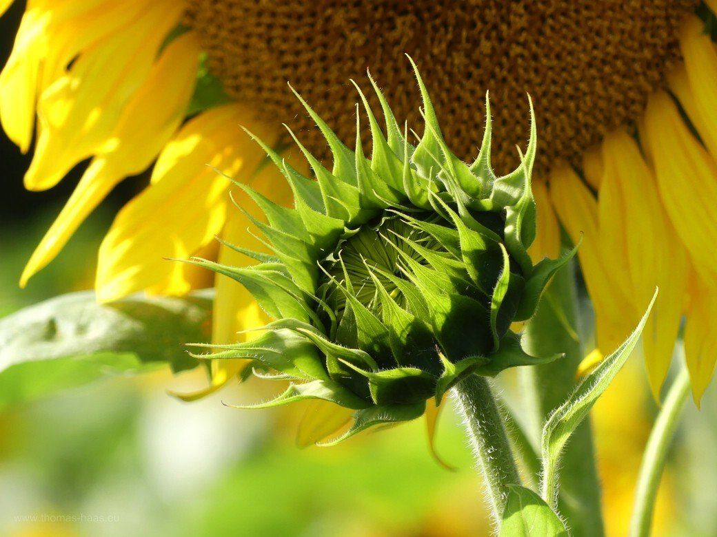 Sonnenblumen, Herbst, Erntedank, 2022 Sonnenblumen, Herbst, Erntedank, 2022