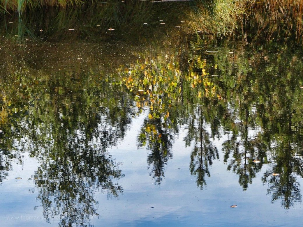 Die Welt steht Kopf, Spiegelung im See des Wildrosenmoos, 2023 Die Welt steht Kopf! Spiegelung im kleinen See des Wildrosenmoos, 2023