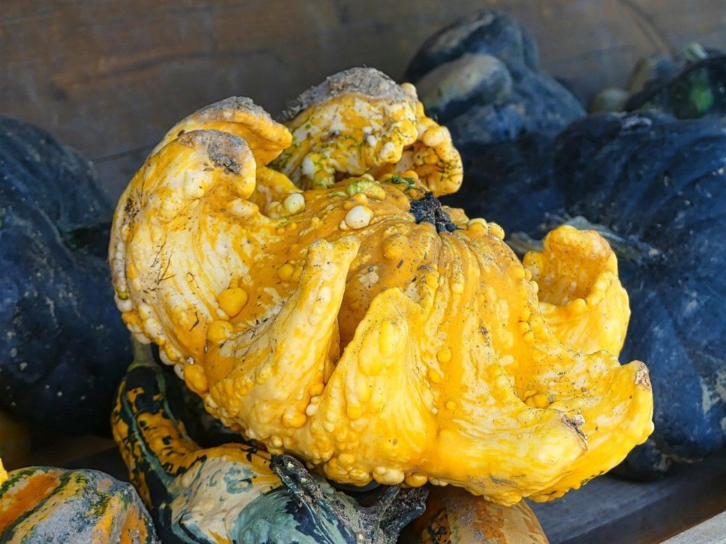 Kürbisse am Wegesrand, Verkaufsstand, 2023 Kürbisse am Wegesrand, Verkaufsstand, 2023