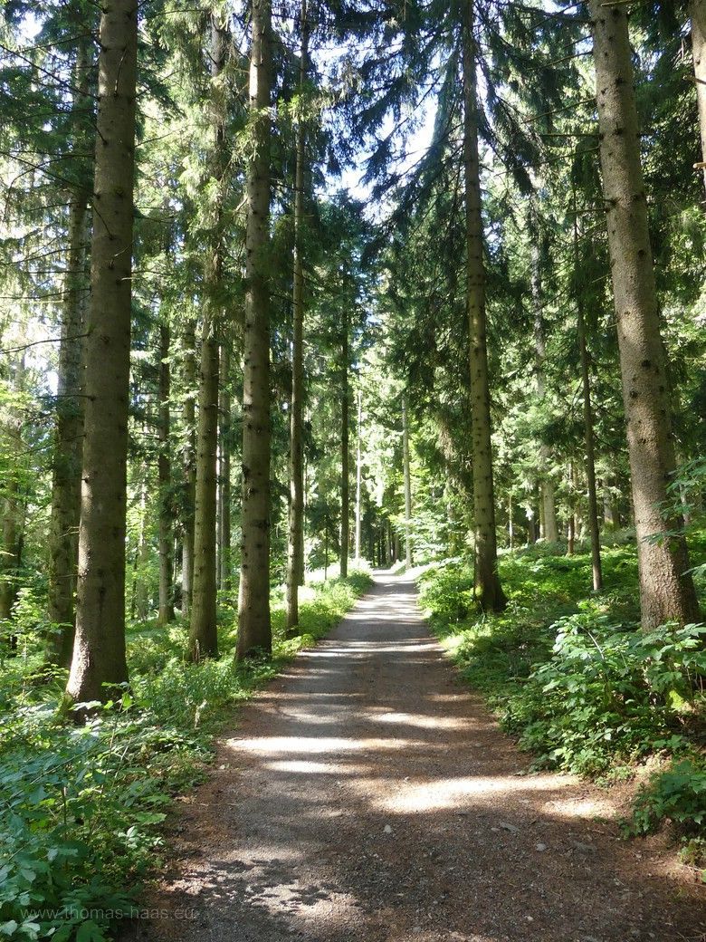 Lichter Wald auf dem Wanderweg, 2023 Lichter Wald und Wanderweg,,,