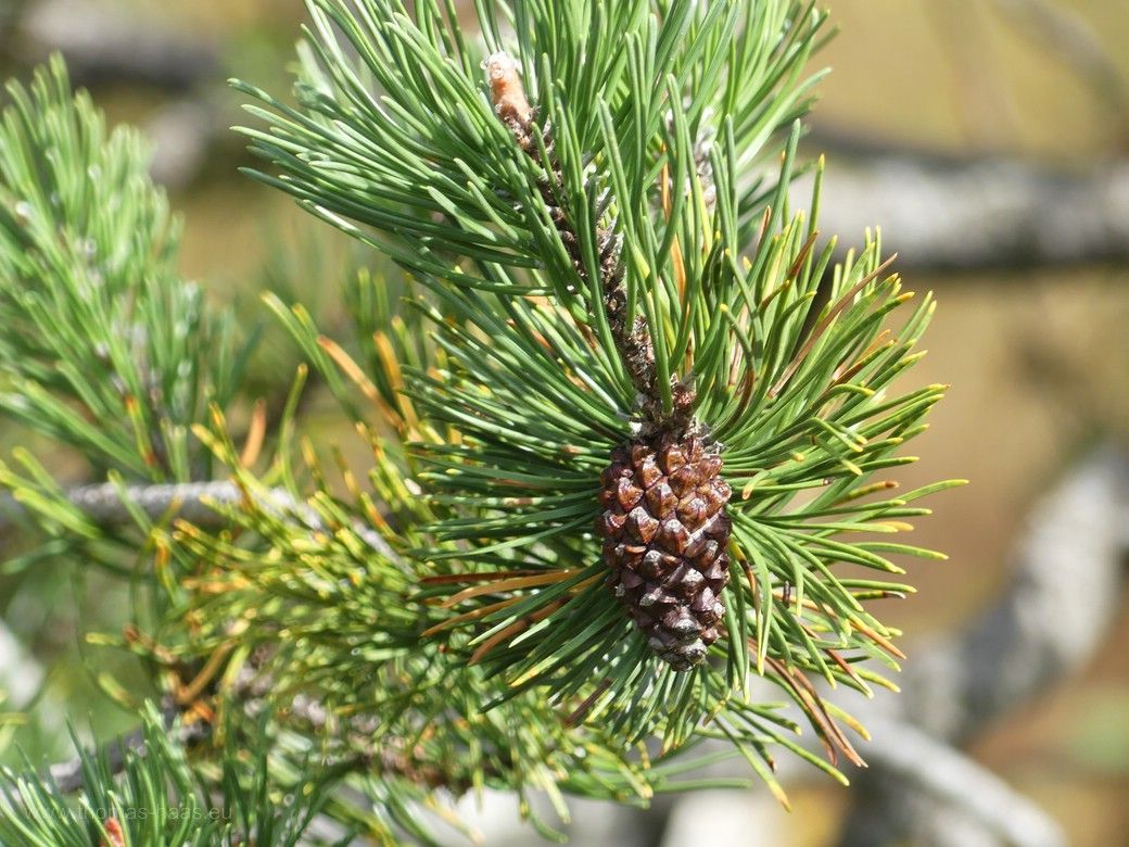 Eine kleine Kiefer im Wildrosenmoos, 203 Kiefer im Wildrosenmoos, kleiner Zapfen, 2023