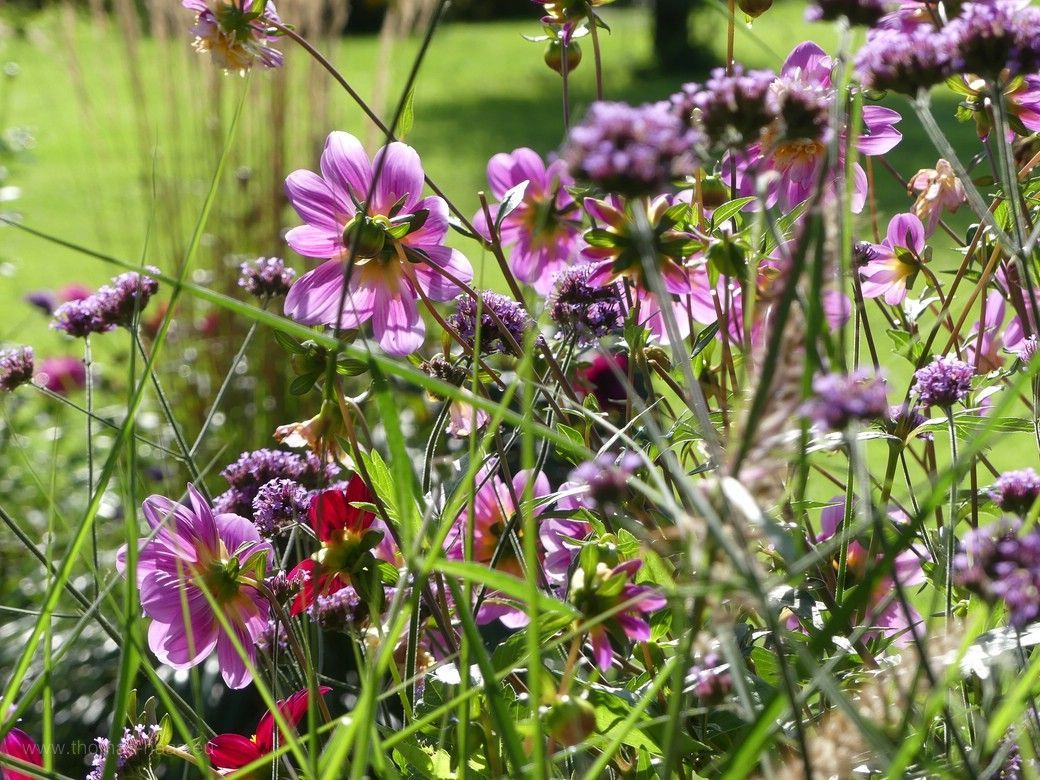 Dahlienblüte beim Staudengärtner in Illertissen, 2023 Dahlienblüte beim Staudengärtner in Illertissen, 2023