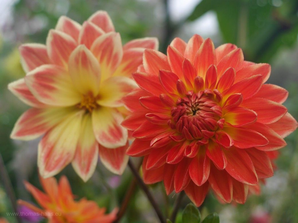 Herbst - die Dahlien blühen farbenfroh, Illertissen, 2023 Dahlienblüten als Symbol für den Herbst...