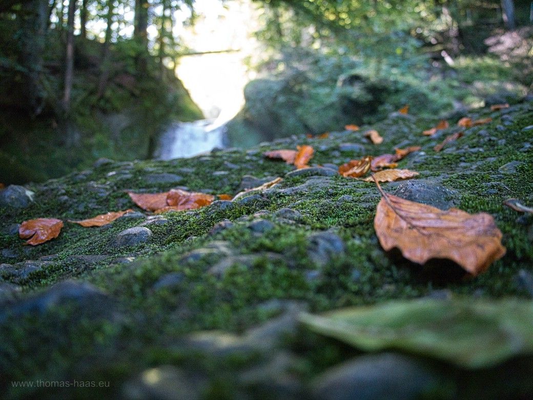Es wird langsam Herbst im Eistobel... Froschperspektive, Blätter, Moose, Flechten, Wasserfall - 2023 Eistobel