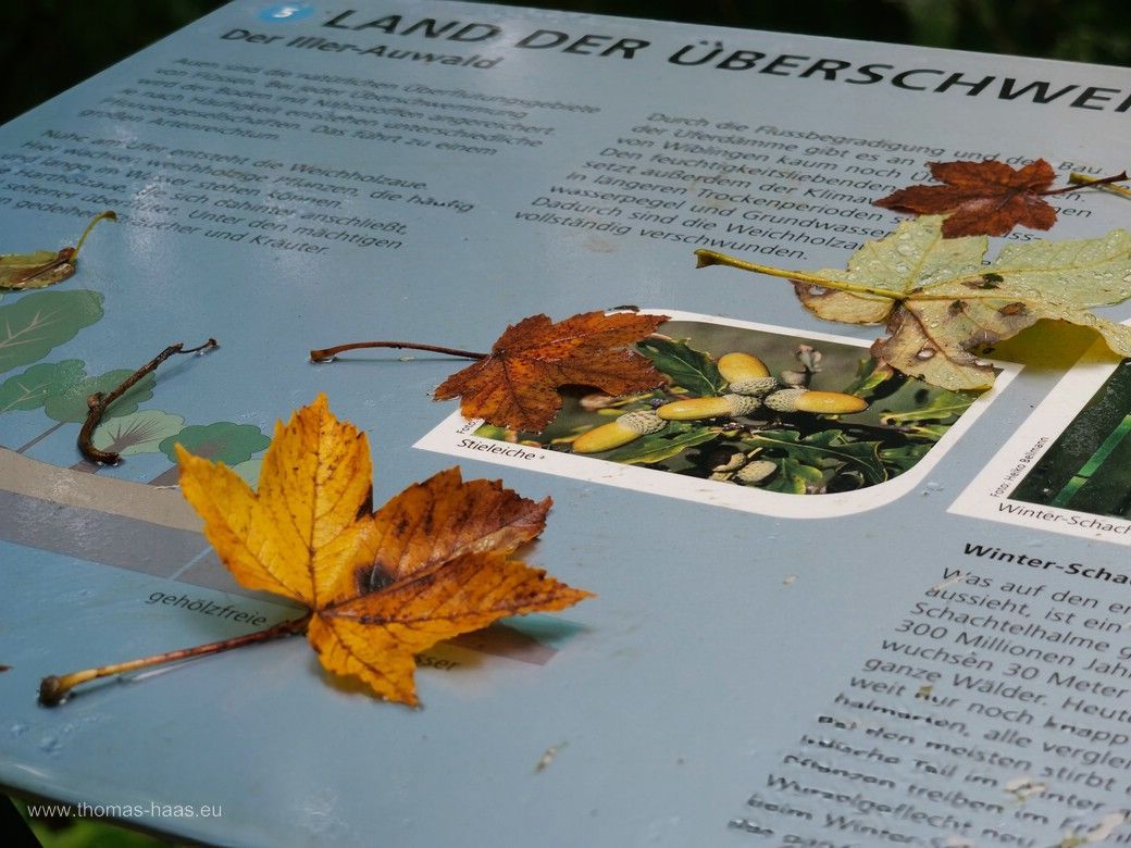 Natur und Infotafel in Wiblingen, Herbst 2024 Natur und Infotafel in Wiblingen, Herbst 2024