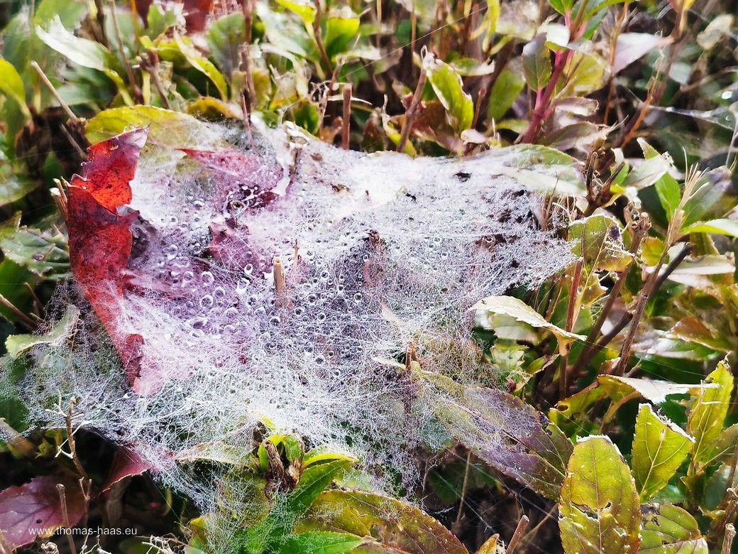 Der Herbst will strahlen...