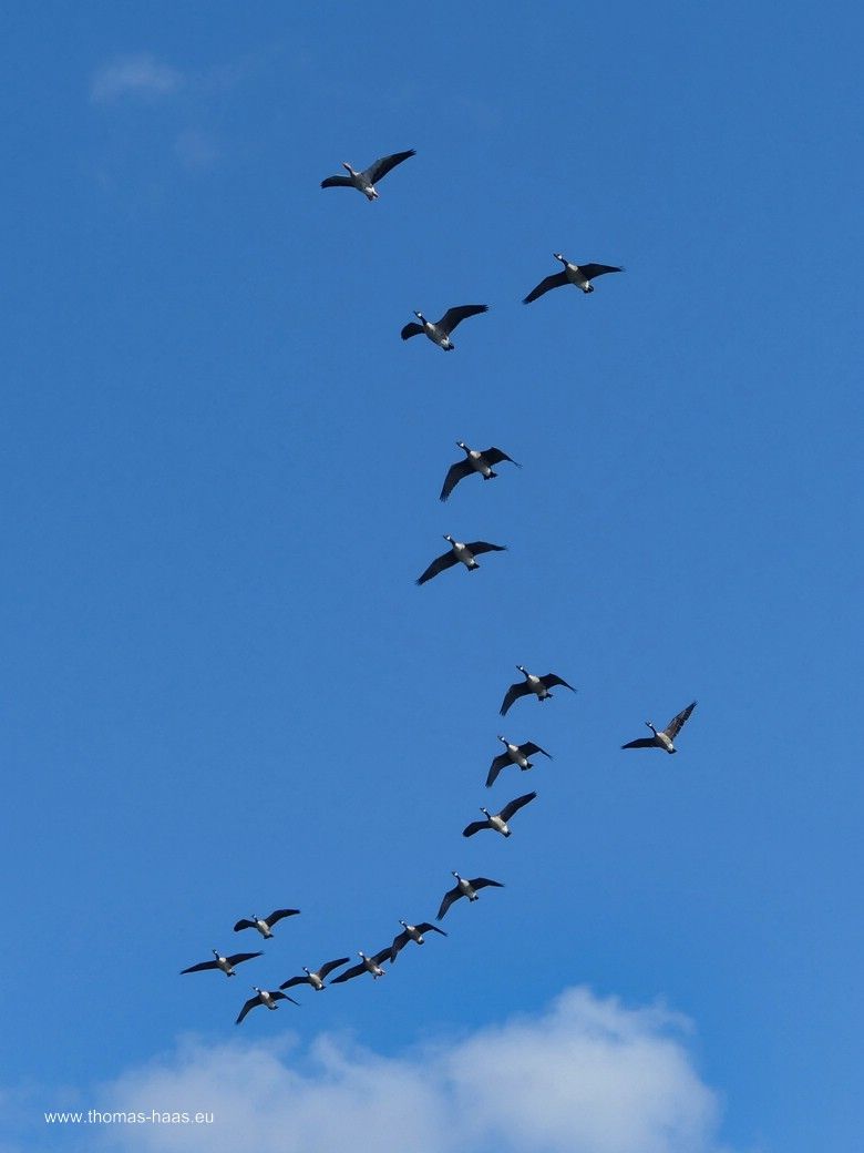 Wildgänse im Überflug... Wildgänse im Überflug...