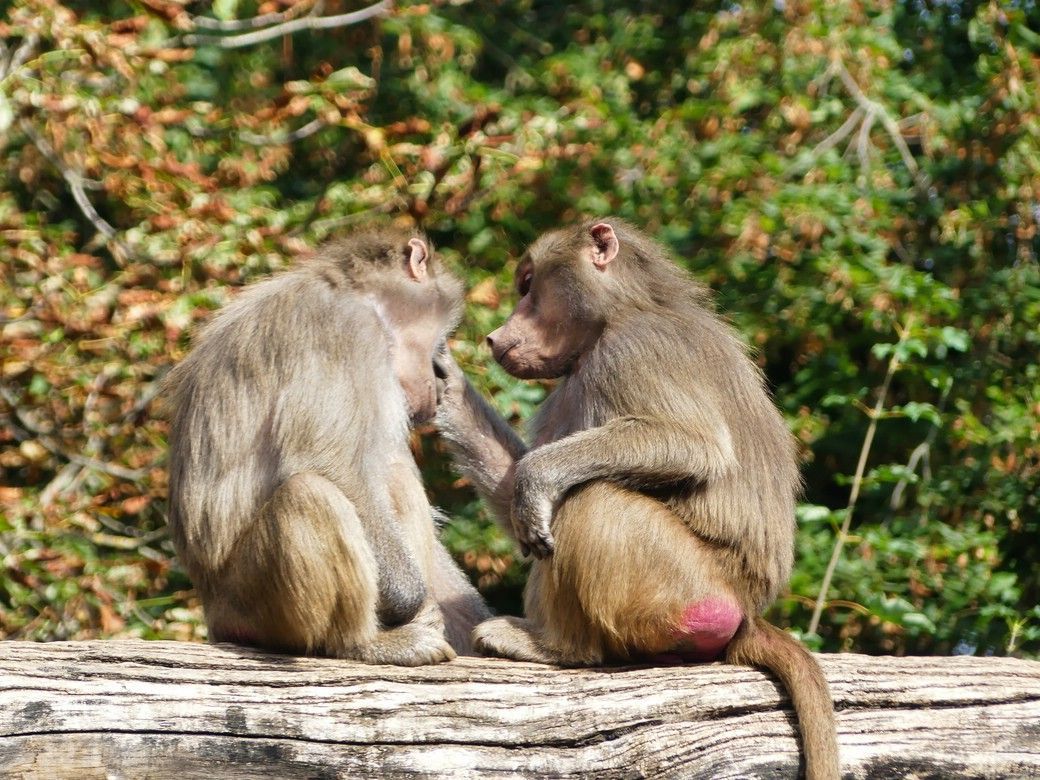 Persönlichkeiten im Augsburger Zoo, hier Paviane, August 2025 Persönlichkeiten im Augsburger Zoo, hier Paviane, August 2025