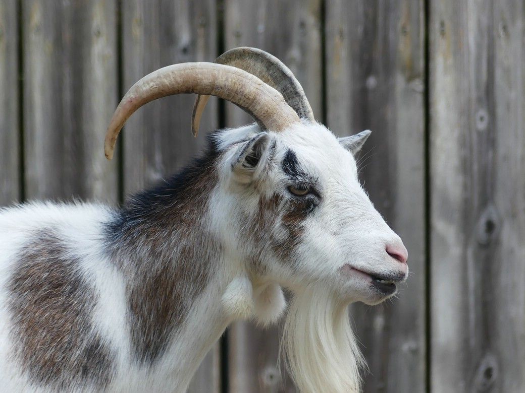 Der Chef der Ziegenschar... Der Chef der Ziegenschar...