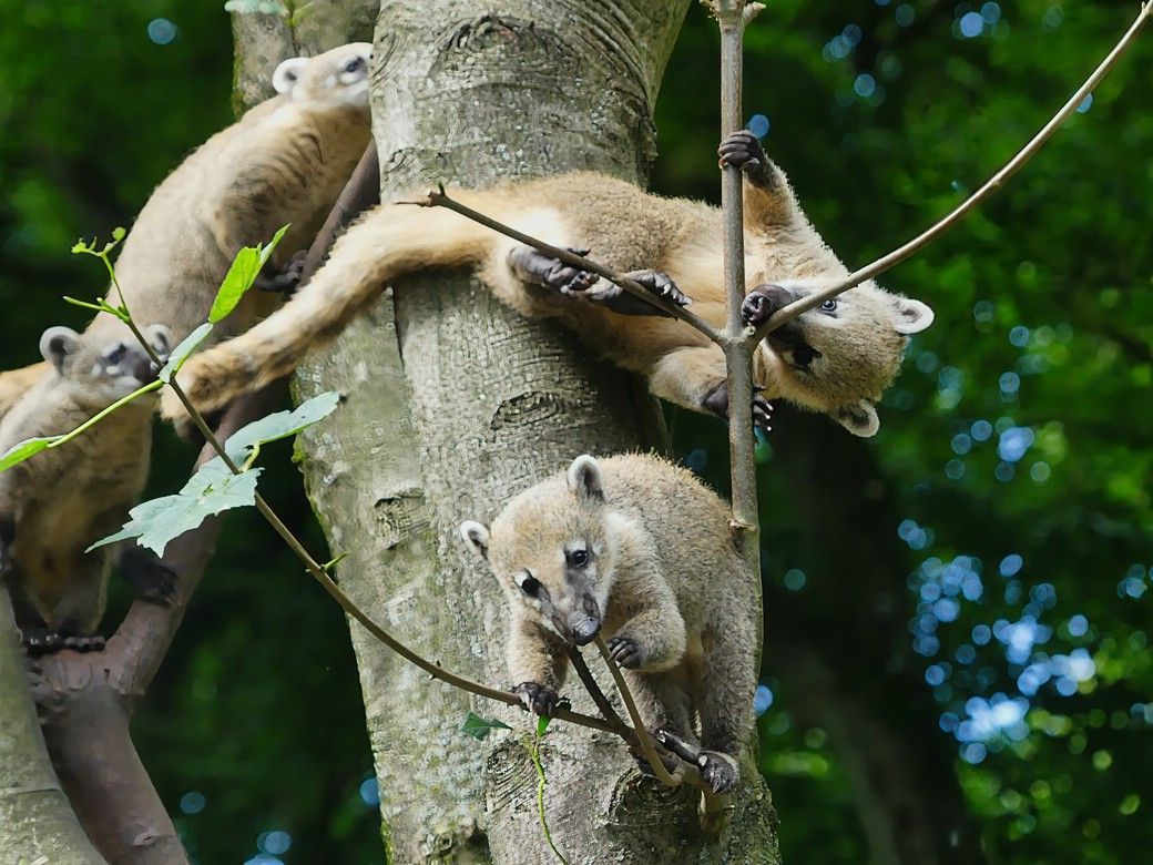 Nasenbärenbande... Nasenbärenbande...
