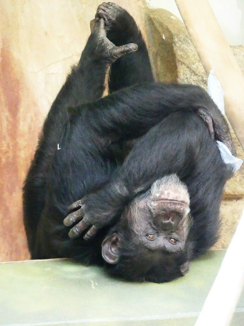 Ein Schimpanse „chillt“... Ein Schimpanse „chillt“...