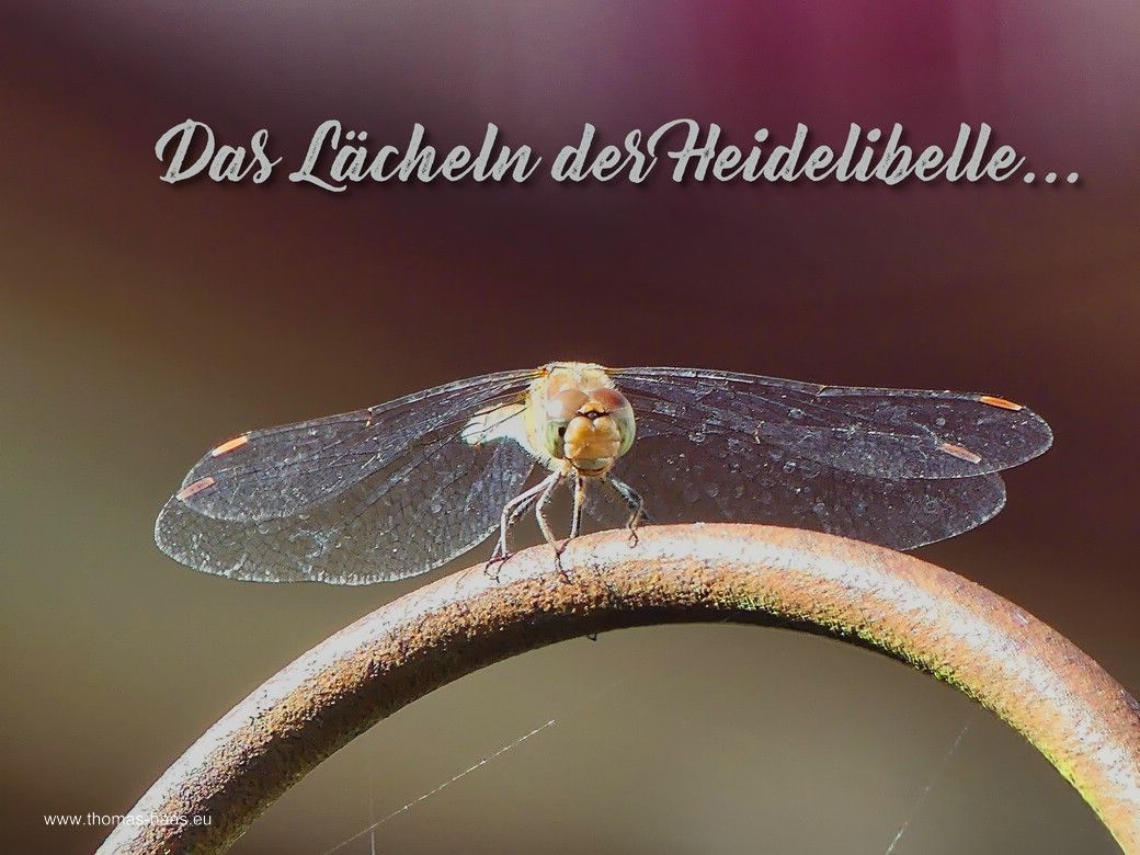 Das Lächeln der Heidelibelle... Das Lächeln der Heidelibelle...