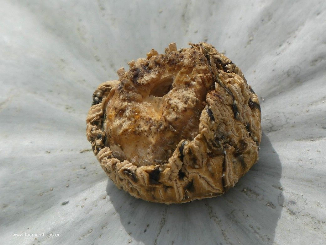 Bild des Monats, November 2025 - Kürbis - Crown Prince Bild des Monats, November 2025 - Kürbis - Crown Prince