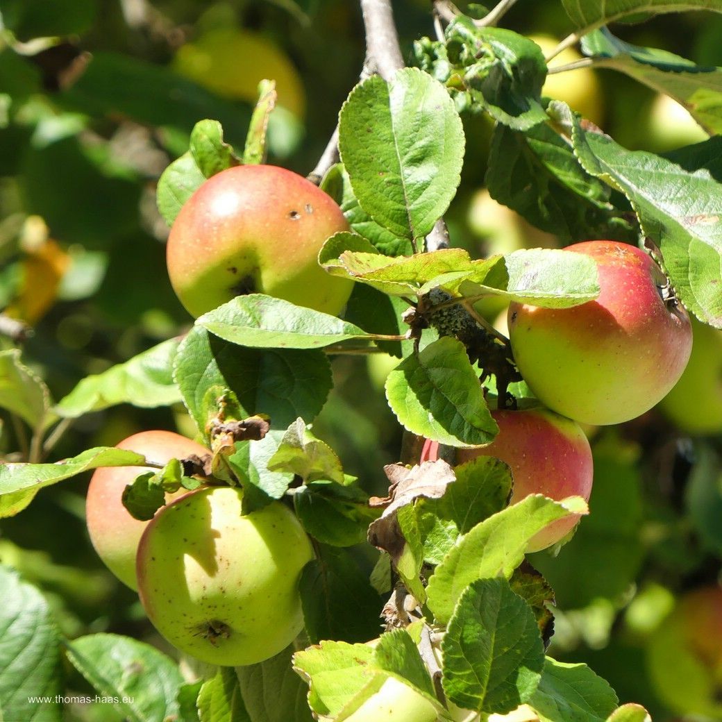 Apfelbaum, Streuobstwiese... Apfelbaum, Streuobstwiese...