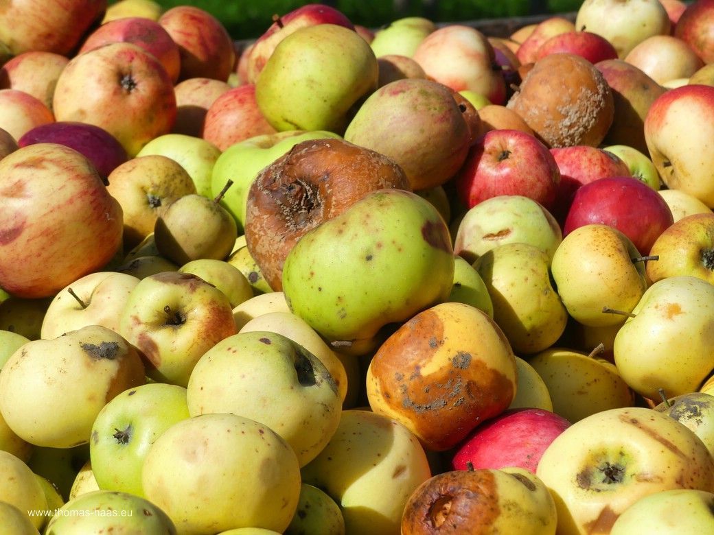 Gesammeltes Fallobst... Gesammeltes Fallobst...
Angeschlagen, angefault.