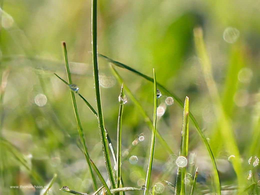 Hier ist es noch der Frühtau... Hier ist es noch der Frühtau...