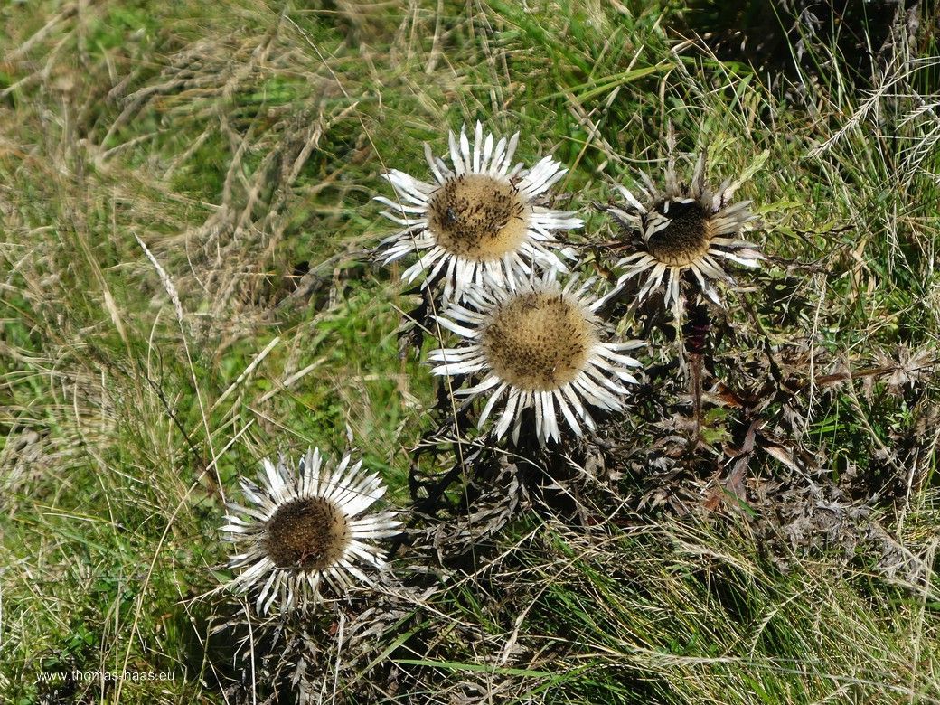Silberdisteln am Wegesrand... Silberdisteln am Wegesrand...