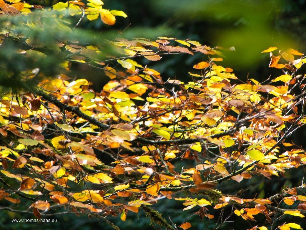 Herbstlaub... Herbstlaub...