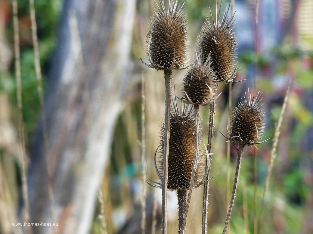Kardendistel, Natur pur... Kardendistel, Natur pur...
