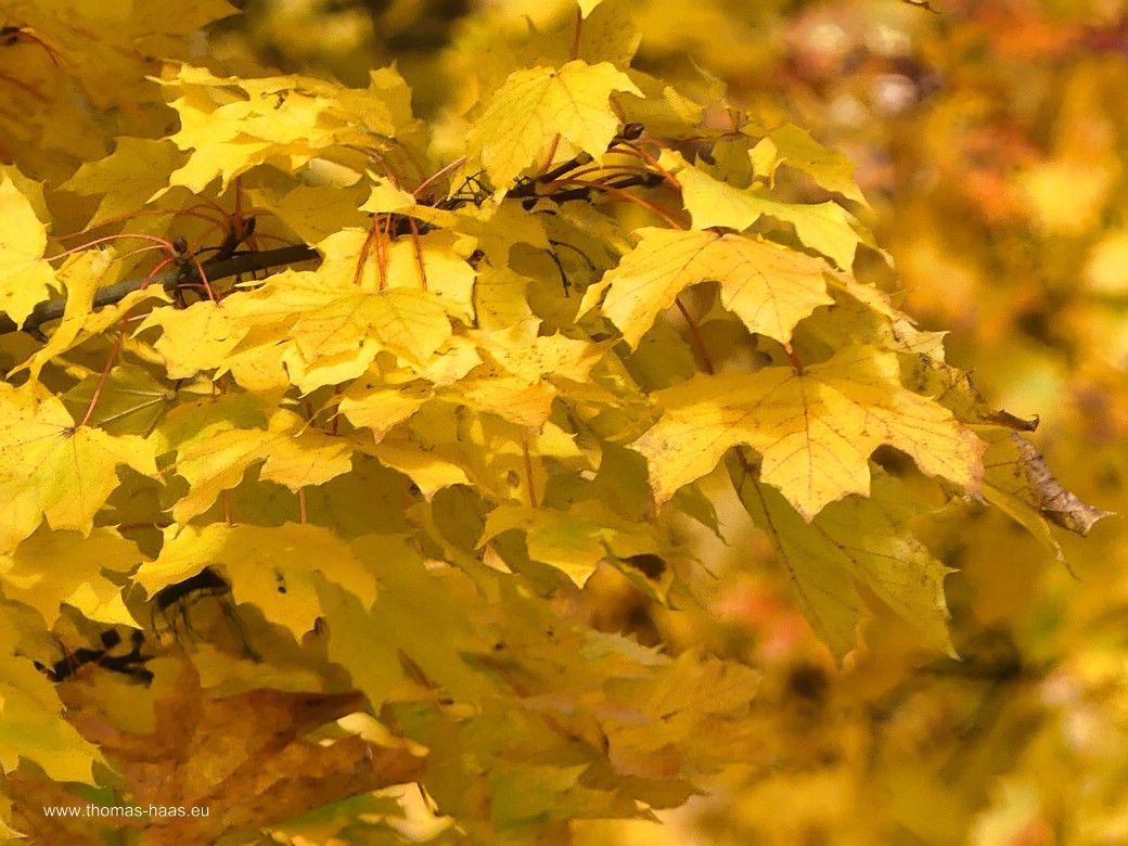Gelbe Ahornblätter - der Baum hatte schon Angst vor dem nahenden Winter... Gelbe Ahornblätter - der Baum hatte schon Angst vor dem nahenden Winter...
