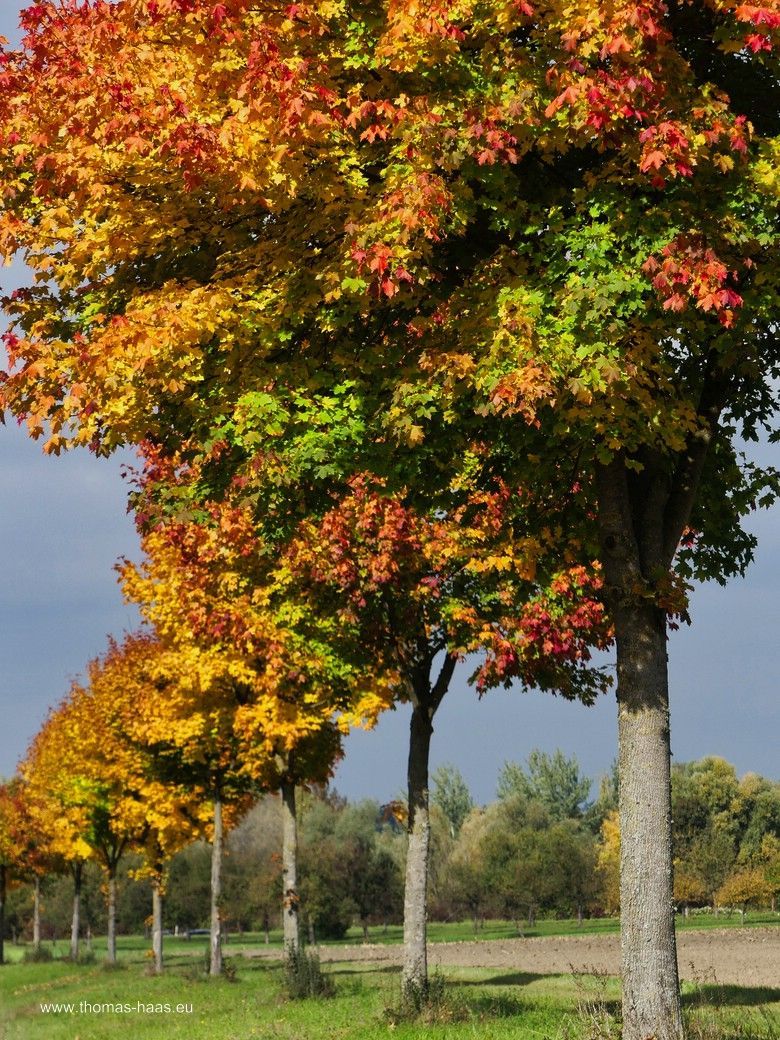 Baumreihe an der St2031 Baumreihe an der St2031