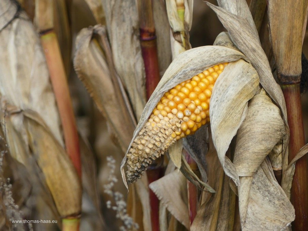 Fotogener Futtermais... Fotogener Futtermais...