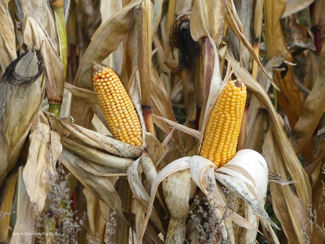 Fotogener Futtermais... Fotogener Futtermais...