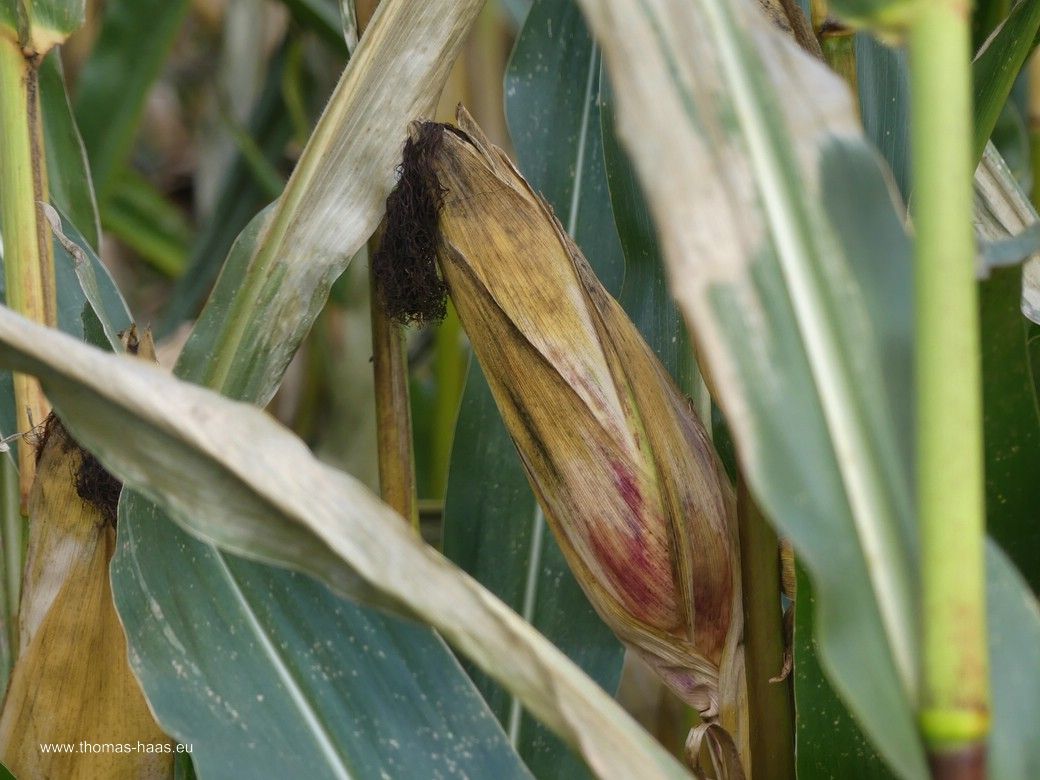 Fotogener Futtermais... Fotogener Futtermais...