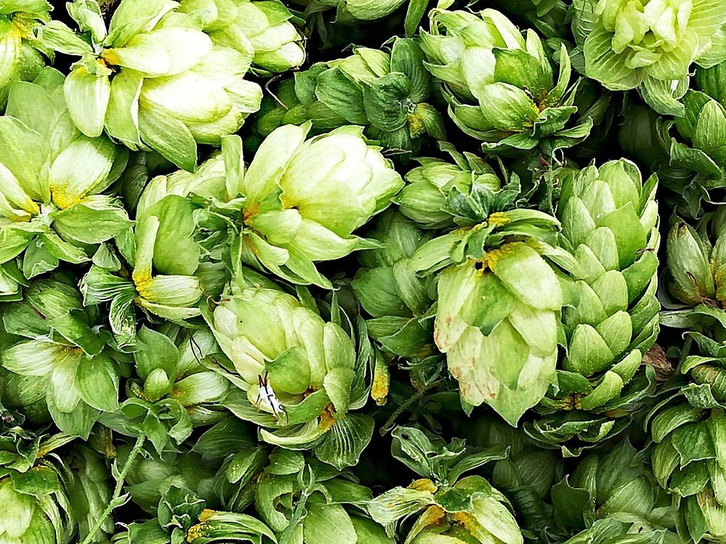 geerntete Hopfendolden Hopfenernte... - geerntete Hopfendolden.