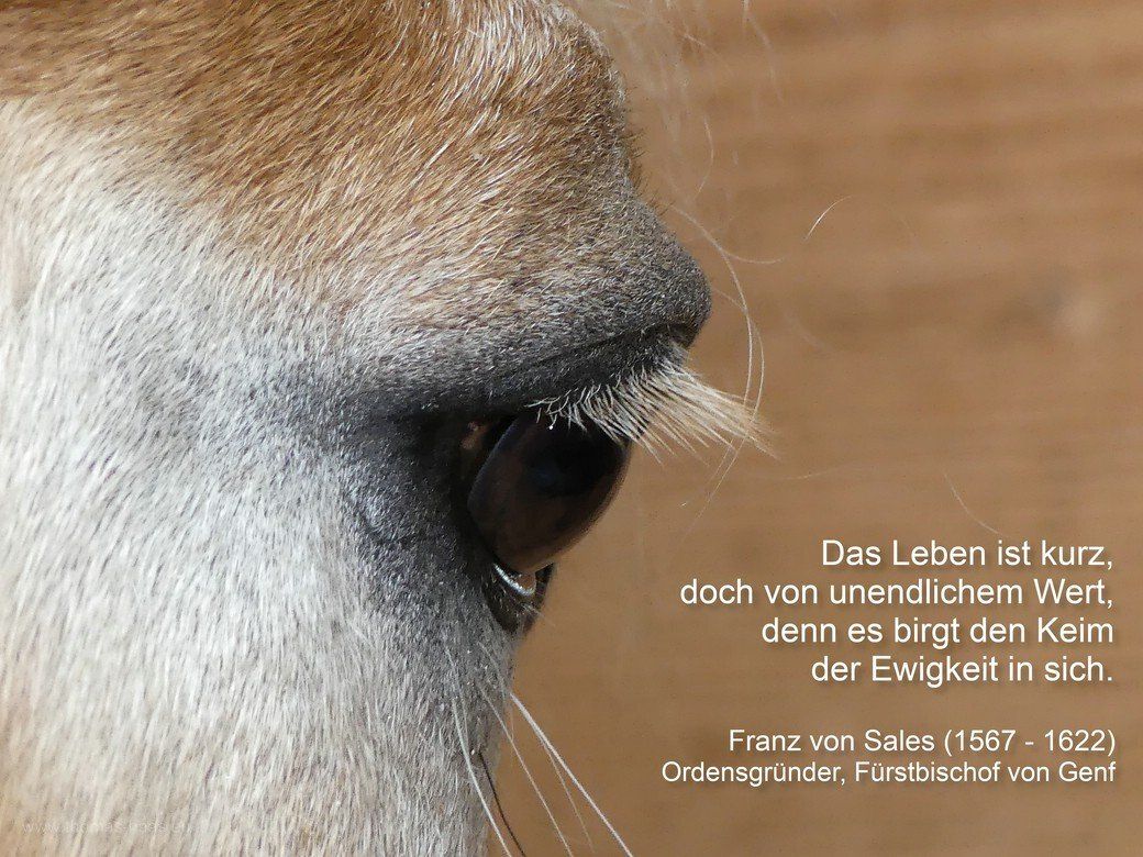 Auge eines Pferdes, 2020 Auge eines Pferdes, 2020