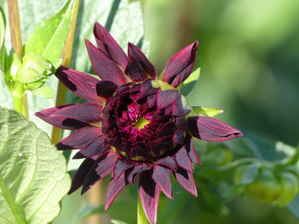 Dahlie auf dem Blumenfeld... Dahlie auf dem Blumenfeld...