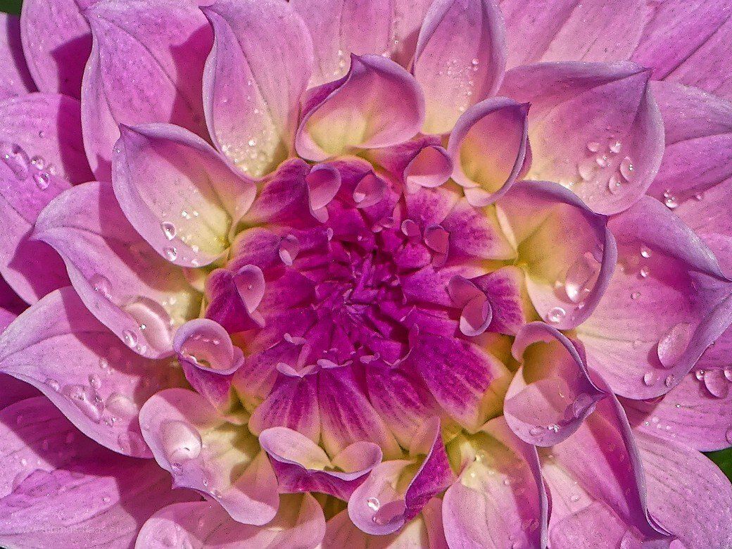 Dahlie auf dem Blumenfeld... Dahlie auf dem Blumenfeld...