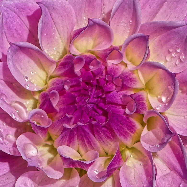 Astern, lila, 2020 Astern, lila, 2020