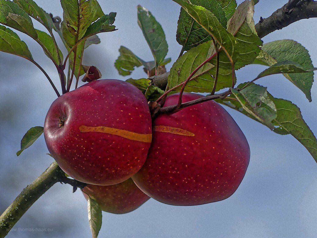 Apfelbaum in Nachbars Obstgarten, 2020 Apfelbaum in Nachbars Obstgarten, 2020