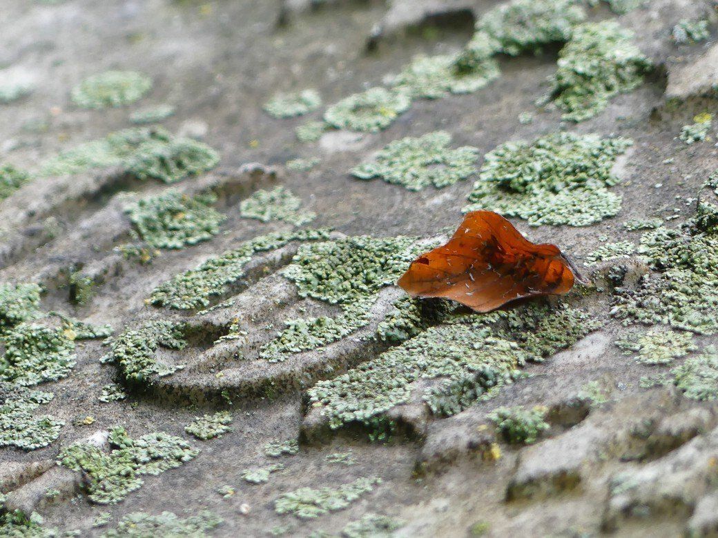 Alter Friedhof, Ulm, Erinnerung... Alter Friedhof, Ulm, Erinnerung...