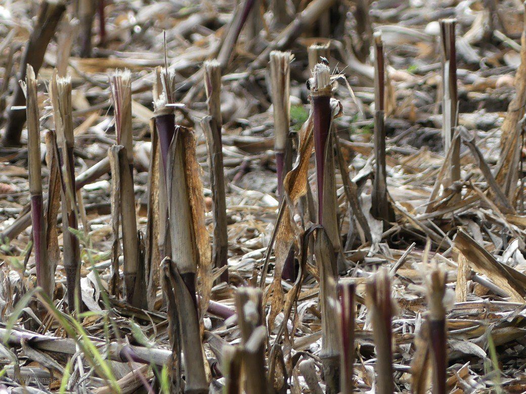 Was bleibt? Eine Landschaftsgrafik auf dem Acker... Was bleibt? Eine Landschaftsgrafik auf dem Acker...