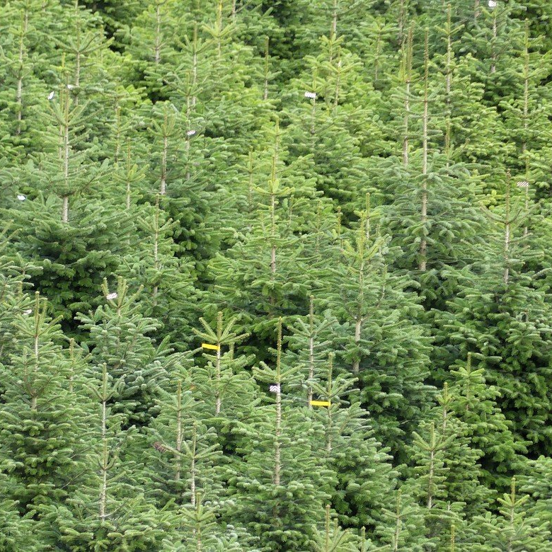 Weihnachtsbaumplantage... Weihnachtsbaumplantage...