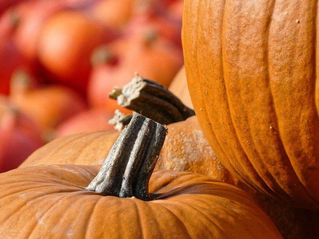 Rückblicke auf Erntedank! Kürbisse, 2021 Rückblicke auf Erntedank! Kürbisse, 2021