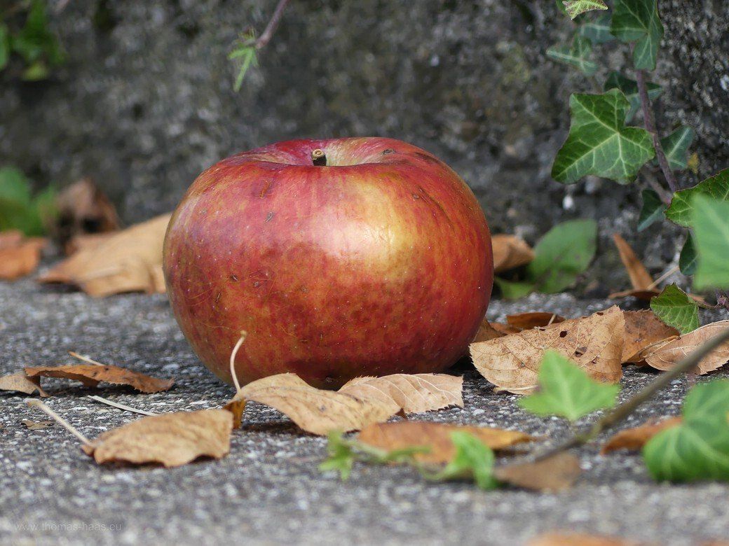 Bellenberger Herbst... - Fallobst Bellenberger Herbst... - Fallobst