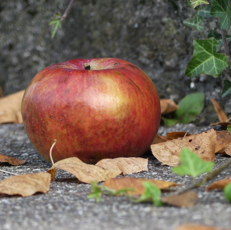 Fallobst, Apfel, 2022
