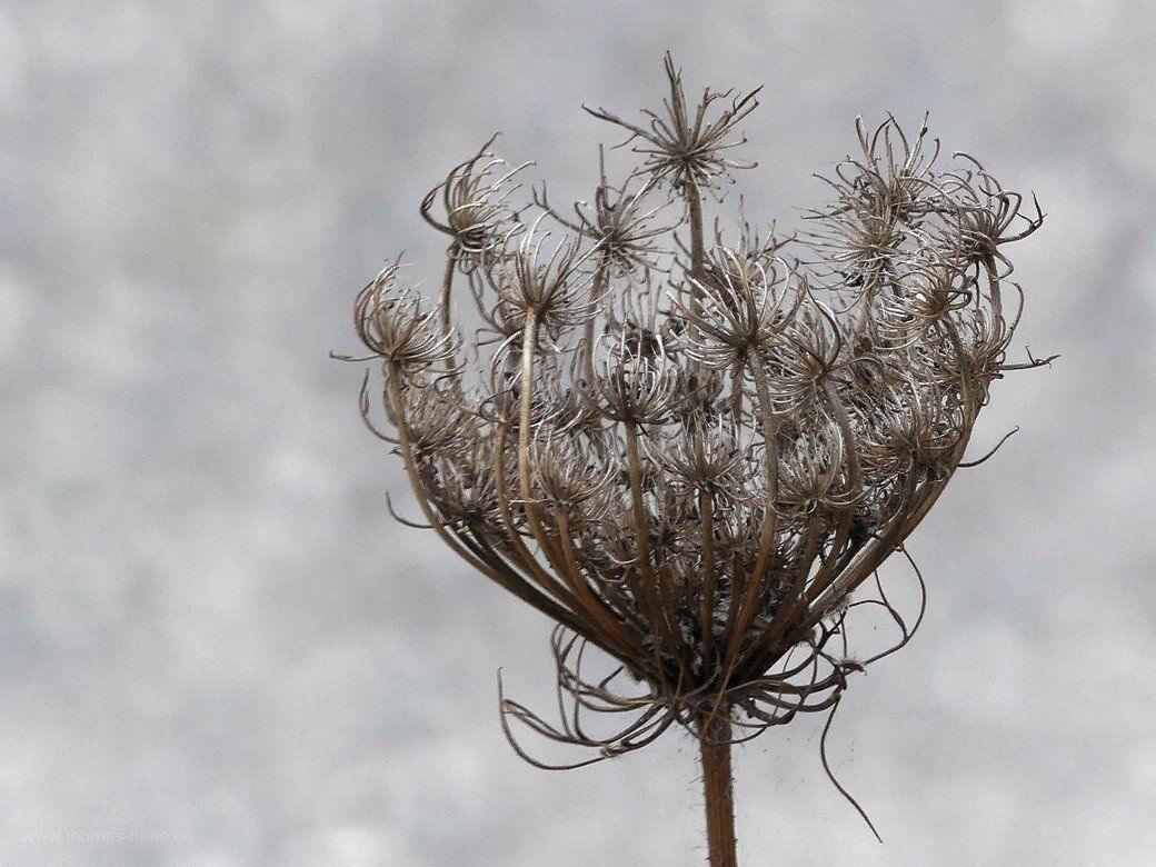 Bellenberger Herbst...