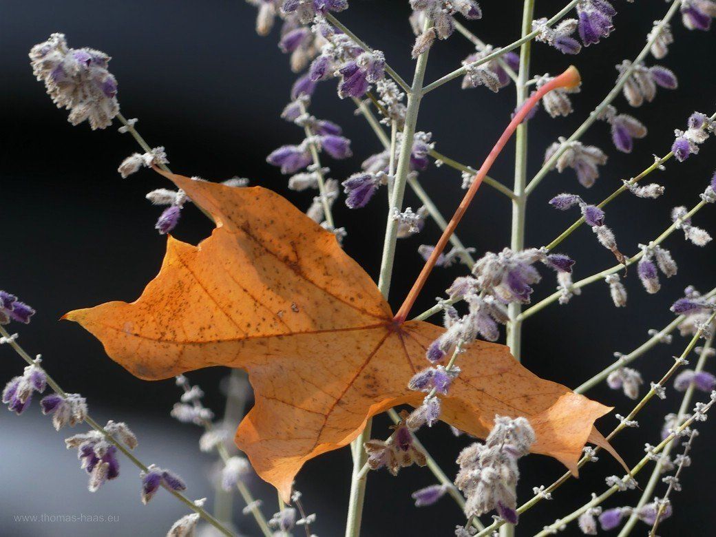 Bellenberger Herbst...