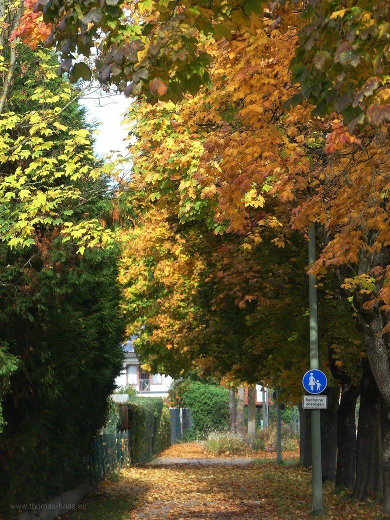 Bellenberger Herbst... - Straßenbäume Bellenberger Herbst... - Straßenbäume