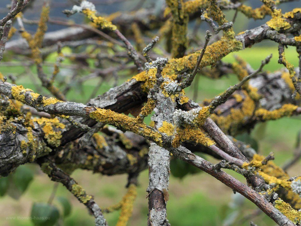 Ein Apfelbaum am Sterben, Oktober 2022 Ein Mostobstbaum stirbt weg, Oktober 2022