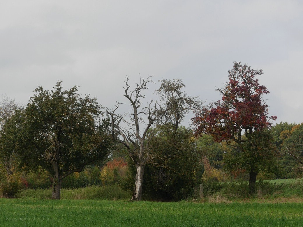 Ulmer Dunst und ungewöhnliche Temperaturen, Oktober 2022 Ulmer Dunst und ungewöhnliche Temperaturen, Oktober 2022