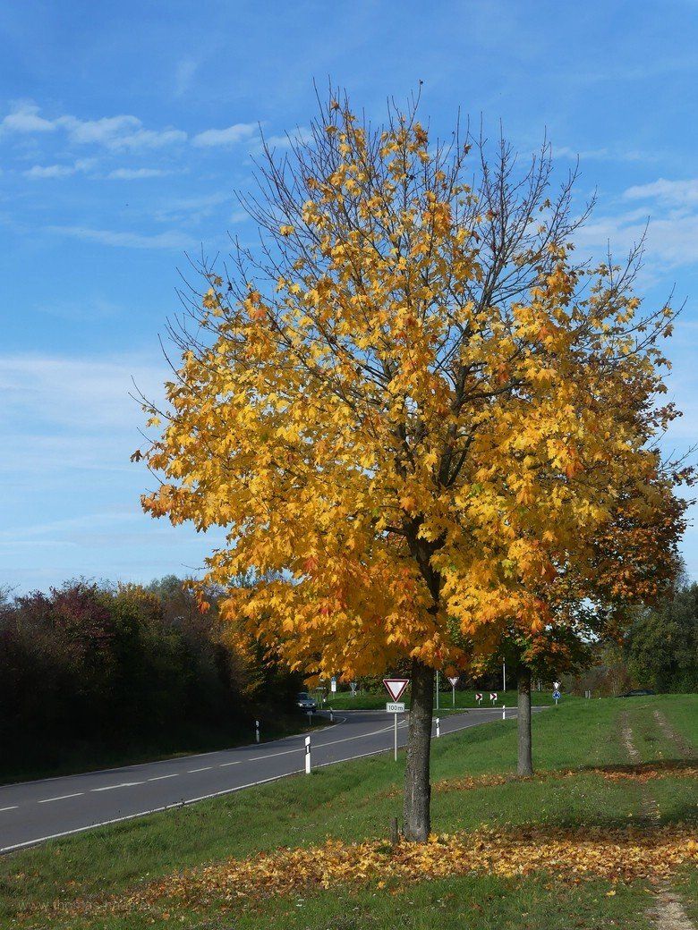 Bellenberger Herbst... - Straßenbäume Bellenberger Herbst... - Straßenbäume